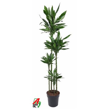 Dracena fragr  janet lind 120-90-60-30 190 cm fi27 cm Q2579