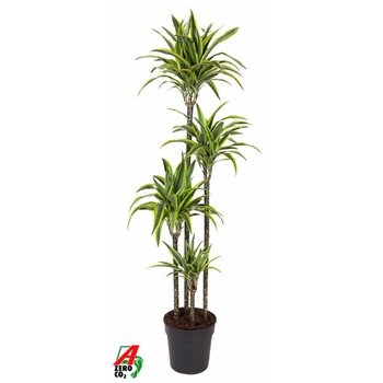 Dracena fragr  der  lemon lime 120-90-60-30 170 cm fi27 cm Q2586