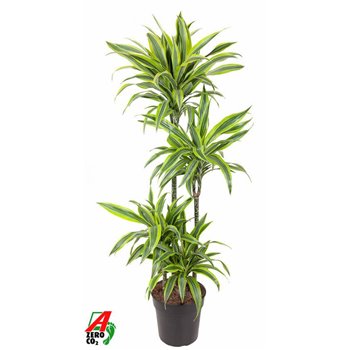 Dracena fragr  der  lemon lime 90-60-30-15 140 cm fi27 cm Q2587