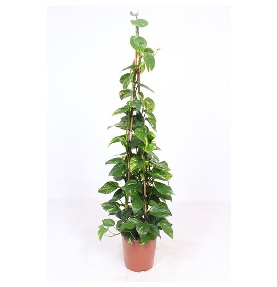 Epipremnum aureum piramide 160 cm fi27 cm Q2612 Epipremnum aureum piramide 160 cm fi27 cm Q2612