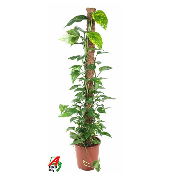 Epipremnum aureum Mosstok 150 cm fi27 cm Q2615 Epipremnum aureum Mosstok 150 cm fi27 cm Q2615