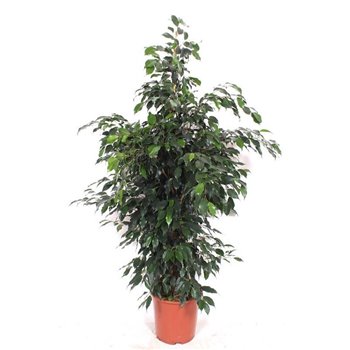 Fikus benjamina danielle Fikus Danielle 4 pp 140 cm fi27 cm Q2636
