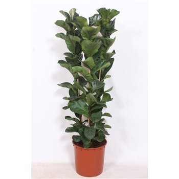 Fikus lyrata bambino Fikus lyrata bambino 3 v loncu 3 pp 170 cm fi34 cm Q2642