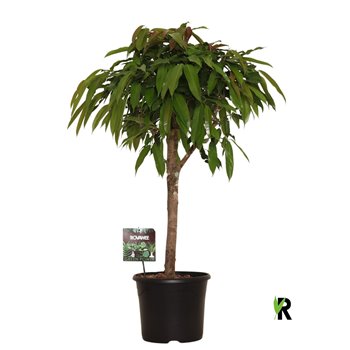Fikus binnendijkii amstel king Fikus binnendijkii Amstel King bulb on stem 1 pp 120 cm fi30 cm Q2644