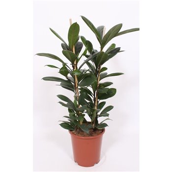 Fikus cyathistipula 100 cm fi27 cm Q2645