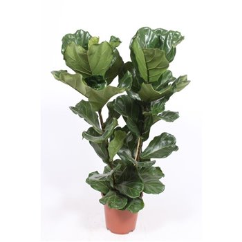Fikus lyrata toef 95 cm fi27 cm Q2653