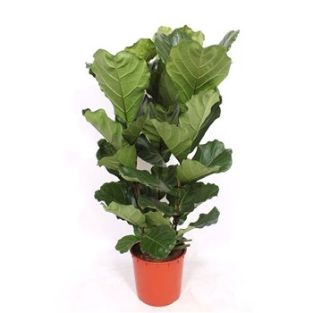 Fikus lyrata toef 130 cm fi34 cm Q2655