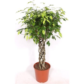 Fikus benjamina exotica kokerstam 140 cm fi30 cm Q2656