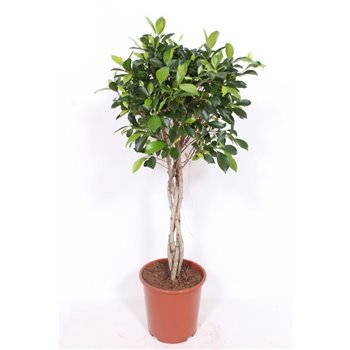 Fikus nitida braided stem 110 cm fi27 cm Q2658