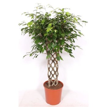 Fikus benjamina exotica braided mat 140 cm fi30 cm Q2662