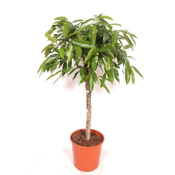Fikus binnendijkii amstel king stem 130 cm fi30 cm Q2663