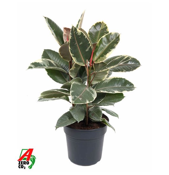 Fikus elastica tineke 90 cm fi27 cm Q2665 Fikus elastica tineke 90 cm fi27 cm Q2665