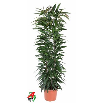 Fikus binnendijkii alii king Zuil 150 cm fi27 cm Q2666