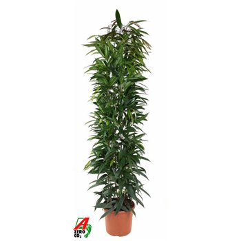 Fikus binnendijkii alii king stem 180 cm fi32 cm Q2667