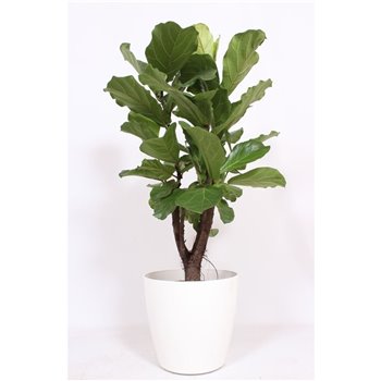 Fikus lyrata San Remo - Wit 130 cm fi36 cm Q2668