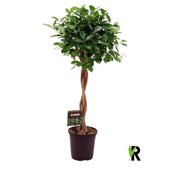 Fikus microcarpa moclame braided stem 110 cm fi23 cm Q2669