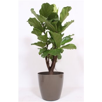 Fikus lyrata San Remo - Taupe 130 cm fi36 cm Q2670