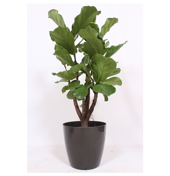 Fikus lyrata San Remo - Antraciet 130 cm fi36 cm Q2671 Fikus lyrata San Remo - Antraciet 130 cm fi36 cm Q2671