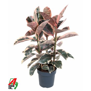 Fikus elastica beliza branched 90 cm fi27 cm Q2672