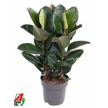 Fikus elastica robusta Toef 3pp 90 cm fi27 cm Q2681