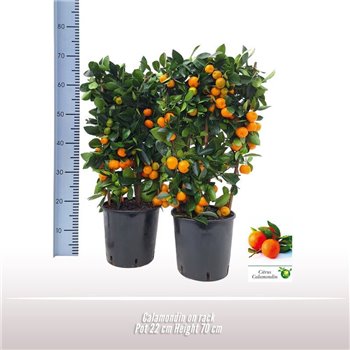 Citrus microcarpa Calamondin on rek 70 cm fi22 cm Q2729
