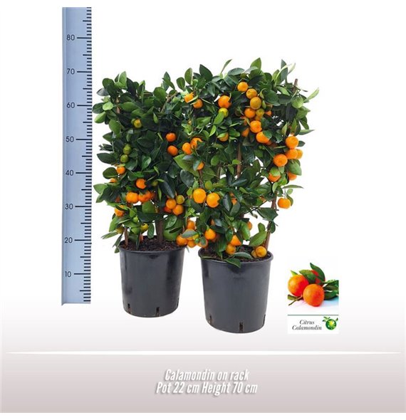 Citrus microcarpa Calamondin on rek 70 cm fi22 cm Q2729 Citrus microcarpa Calamondin on rek 70 cm fi22 cm Q2729