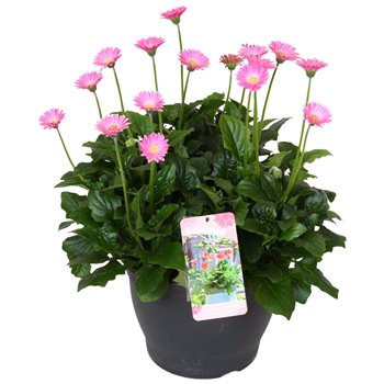 Gerbera garvinea mix rose 45 cm fi32 cm Q2885