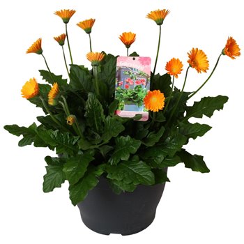Gerbera garvinea mix geel 45 cm fi32 cm Q2888