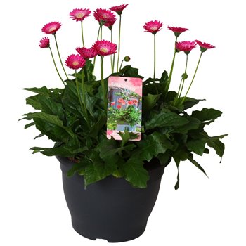 Gerbera garvinea mix paars 45 cm fi32 cm Q2891