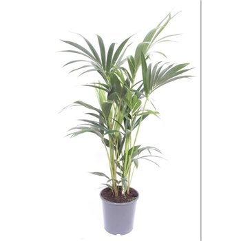 Palma Hovea forsteriana 130 cm fi21 cm Q3056