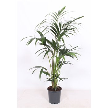 Palma Hovea forsteriana 120 cm fi21 cm Q3059