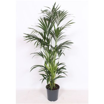 Palma Hovea forsteriana 150 cm fi27 cm Q3062