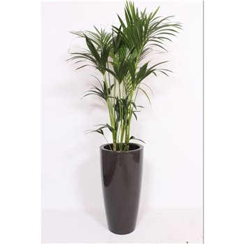 Palma Hovea forsteriana in Santorini pot antraciet 160 cm fi33 cm Q3077