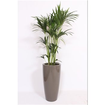 Palma Hovea forsteriana in Santorini pot taupe 160 cm fi33 cm Q3079