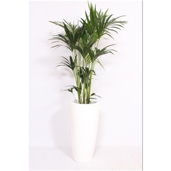 Palma Hovea forsteriana in Santorini pot wit 160 cm fi33 cm Q3081