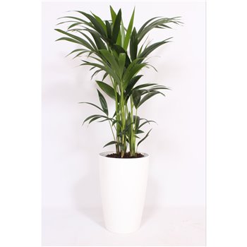 Palma Hovea forsteriana in Santorini pot wit 120 cm fi29 cm Q3083