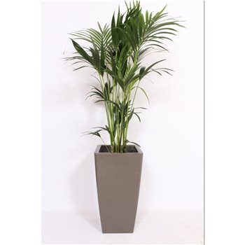 Palma Hovea forsteriana in Piza pot taupe 160 cm fi33 cm Q3084