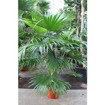 Livistonia australis chinensis 200 cm fi34 cm Q3565