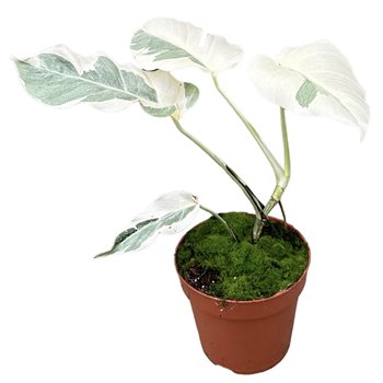 Monstera white ghost 40 cm fi17 cm Q3614
