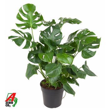 Monstera deliciosa 80 cm fi30 cm Q3618
