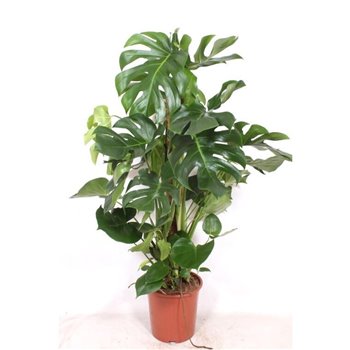 Monstera deliciosa mosstok 120 cm fi27 cm Q3619