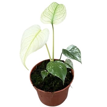Monstera mint 15 cm fi10.5 cm Q3623