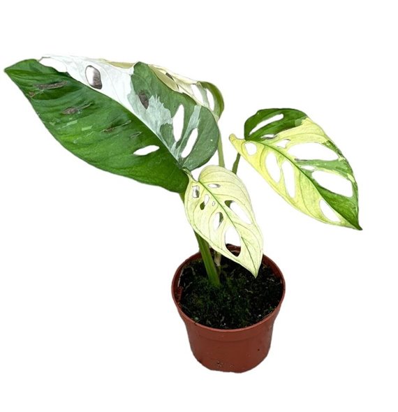 Monstera Adansonii Variegata 25 cm fi10.5 cm Q3631 Monstera Adansonii Variegata 25 cm fi10.5 cm Q3631
