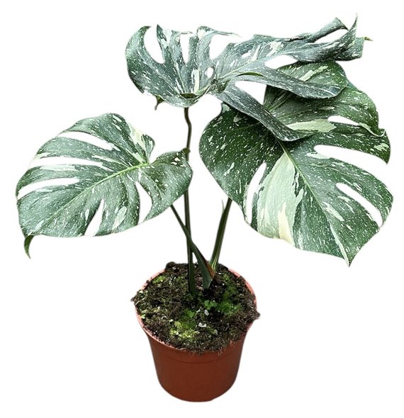 Monstera deliciosa thai constellation 70 cm fi27 cm Q3634 Monstera deliciosa thai constellation 70 cm fi27 cm Q3634