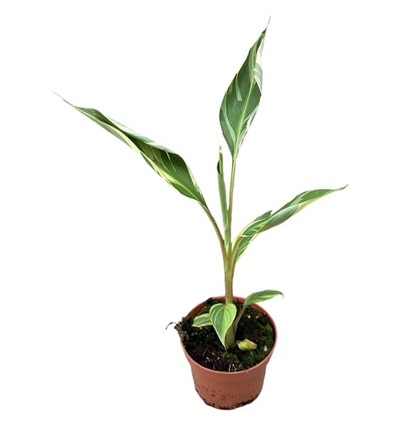 Musa Nono 25 cm fi10.5 cm Q3662 Musa Nono 25 cm fi10.5 cm Q3662