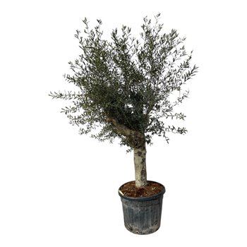 Oljka Olea europaea Oljka Olea Lorc XL 55cm 200 - 225 cm fi55 cm Q3676