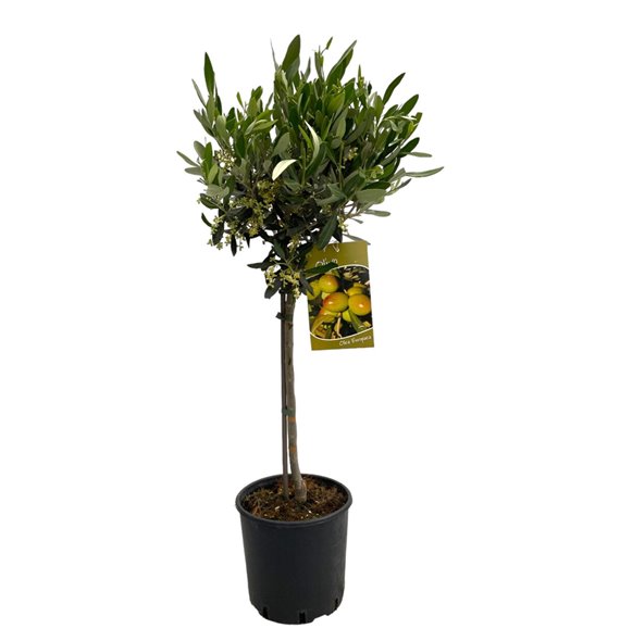 Oljka Olea europaea stem 90 cm fi19 cm Q3690 Oljka Olea europaea stem 90 cm fi19 cm Q3690