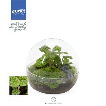 Nasad orchidee Jewel Orchid - KARMA Emerald | Macodes Petola | Terrarium Globe 20 cm fi14 cm Q3756