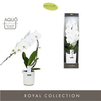 Orhideja Phalaenopsis wit Formidablo - Niagara Falls - 1 stems  12+ flower - Molise White Aquo - showbox 70 cm fi12 cm Q4435