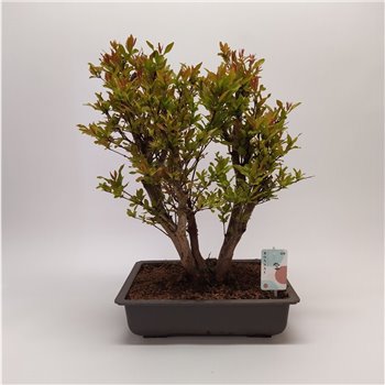 Bonsaj Punica Outdoor 55 cm fi40 cm Q4517